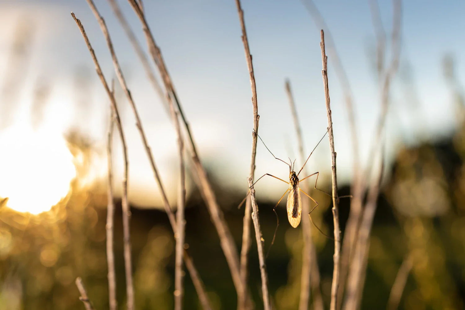 Flere myg hver sommer? Sådan holder du dit hjem fri for insekter med insektnet efter mål